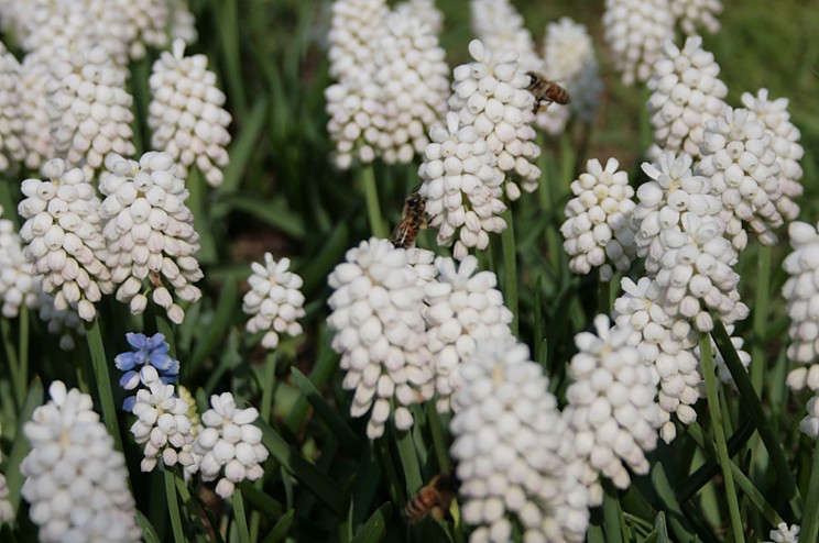 Le fioriture Fiori acquatici nomi